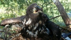 В Чувашии окольцевали шесть птенцов орлана-белохвоста