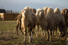 ВерблюдыВ Козловском районе появятся верблюжьи минифермы развитие АПК 
