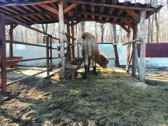 Верблюду и другим животным построили площадки для отдыха и приема пищи. Под таким навесом ни снег, ни дождь не страшны. Зоозащитницы вступают  в клуб друзей зоопарка Зоопарк Ельниковская роща 