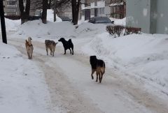 Бездомные собаки в НовочебоксаркеПредприниматели Чувашии отказываются отлавливать бездомных животных в нарушение контрактов бездомные животные 
