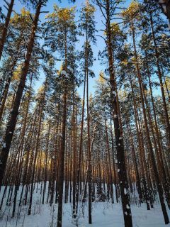 ЛесЧувашия планирует приобрести 11 беспилотников для мониторинга лесов по новому нацпроекту Реализация нацпроектов 