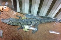 pic_78d169b2d4b871549f571810fc9ae37e.jpgВ Петербурге возле мусорки нашли детеныша нильского крокодила животные 