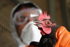 Куры в зоне риска птичий грипп 