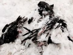 Почему гибнут птицы? блогосфера 