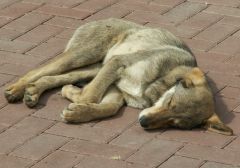 Поможем бездомным животным Благотворительный фонд защиты животных “Умка” 