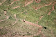 В Цивильском районе двое местных жителей подозреваются в незаконной охоте на сурков