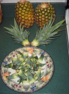 Острым ножом хохолок отделяется от соплодия. Нижние листья (3-4 ряда) снимаются.Чудесный  ананас в горшке