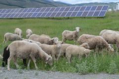 Выпас овец на СЭСНа территории солнечной электростанции на Алтае организован выпас горных овец ГК Хевел 
