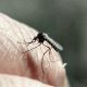 Ученые сообщили, что комаров можно отучить кусать людей наука 