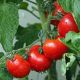 Чувашия стала лидером в ПФО по производству томатов в зимних теплицах развитие АПК 
