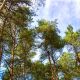 Чувашия вошла в ТОП-10 регионов по эффективности ведения лесного хозяйства в России Национальный рейтинг 