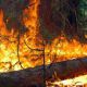 В 2010 году в России сгорело в два раза меньше лесов, чем в 2008 пожары 