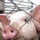 В Чувашии обнаружена африканская чума свиней