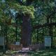 Чувашский дуб укрепил позиции в национальном конкурсе "Российское дерево года 2020"