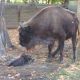 В Новочебоксарском зоопарке самка зубра родила детеныша