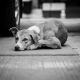 В Чувашии утвердили меры административной ответственности за нарушение доптребований к содержанию домашних животных домашние животные 