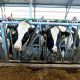 С господдержкой сельхозорганизации Чувашии увеличивают поголовье коров Меры господдержки 