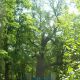 Чувашский дуб попал в Реестр старовозрастных деревьев России
