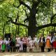 Чувашия продолжает голосовать: теперь выбираем российское дерево года дуб 