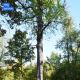 «Дуб Петра Великого» из Чувашии борется за звание «Российское дерево года — 2024» 2024 - Год экологической культуры и бережного природопользования 