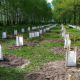 В Ельниковской роще теперь растут кедры