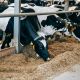 В сельхозорганизациях Чувашии увеличивается поголовье КРС и производство молока