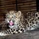В Приморье спасли истощенного котенка дальневосточного леопарда