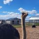 В Чувашской Республике страусиная ферма «Браво» получила лицензию Россельхознадзора
