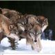 В Чувашии волки стали нападать на домашний скот