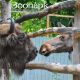 В Новочебоксарском зоопарке новый жилец - самка зубра