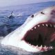 Туристы Приморья купаются несмотря на предупреждение об акулах туристы МЧС нападение акулы 