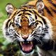 Амурским тиграм угрожает опасность. Причина - пожар