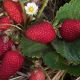 «Мы видим хорошие перспективы в импортозамещении ягодной продукции»: чувашский фермер рассказал о целях своей работы Россельхозбанк 