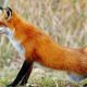 Власти Чувашии просят сообщать о фактах появления лисиц в городах республики животные 
