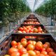 В теплицах Чувашии овощей собрали в 1,2 раза больше, чем в прошедшем году развитие АПК 