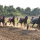 В Чувашии прошли Всероссийские конные бега Конный спорт 
