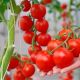 Урожай тепличных овощей в Чувашии на 1,1 тыс. тонн превышает прошлогодний уровень