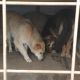 В Новочебоксарске продолжается отлов безнадзорных животных бездомные собаки 