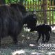 В Новочебоксарском зоопарке самка яка родила малыша