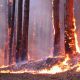 Лес продолжает гореть пожары 