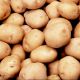 В рамках выставки семенной картофель продадут без посредников