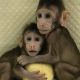 В Китае клонировали обезьян