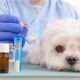 Изменились правила выписки рецептов учреждениями ветеринарной помощи