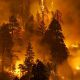 Площадь лесных пожаров превысила показатели 2010 года в 3 раза