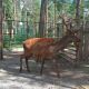 В зоопарк Новочебоксарска прибыло животное с родины Деда Мороза 2017 - Год Ельниковской рощи В зоопарке 