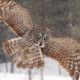 В Заволжье отмечено появление редкой для Чувашии совы — бородатой неясыти редкие птицы 