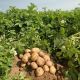 Посевные площади под овощи и картофель в Чувашии увеличат