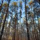 Чувашия планирует приобрести 11 беспилотников для мониторинга лесов по новому нацпроекту