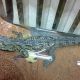 В Петербурге возле мусорки нашли детеныша нильского крокодила животные 