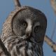 Орнитологи обнаружили в Чувашии «краснокнижную» бородатую неясыть птицы орнитология птицы Чувашии 